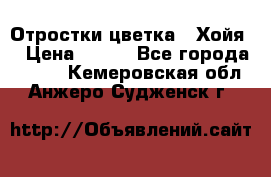 Отростки цветка  “Хойя“ › Цена ­ 300 - Все города  »    . Кемеровская обл.,Анжеро-Судженск г.